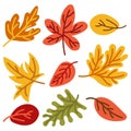 Autumn leaves set isolated on a white background. Simple cartoon flat style, vector illustration. A bright set with a Royalty Free Stock Photo