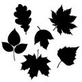 Autumn leaves set, isolated on white background. Simple cartoon flat style. Isolated vector illustration Royalty Free Stock Photo