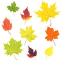 Autumn Leaves Set Isolated White Background Royalty Free Stock Photo