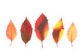 Autumn leaves set isolated on white. Various colored leaves Royalty Free Stock Photo