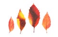 Autumn leaves set isolated on white. Various colored leaves Royalty Free Stock Photo