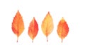 Autumn leaves set isolated on white. Various colored leaves Royalty Free Stock Photo