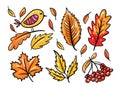 Autumn leaves set 2. Season elements collection vector illustration. Isolated on white background. Royalty Free Stock Photo