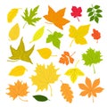 Autumn leaves set simple vector minimalist concept flat style illustration, multicolored hand drawn natural floral elements set Royalty Free Stock Photo