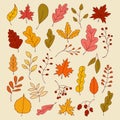 Autumn Leaves Set, Vector Illustration, Autumn leaves or fall foliage icons, Falling poplar, autumn leaves for seasonal holiday Royalty Free Stock Photo