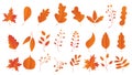 Autumn Leaves Set, Vector Illustration, Autumn leaves or fall foliage icons, Falling poplar, autumn leaves for seasonal holiday Royalty Free Stock Photo