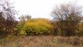 Autumn leaves on several trees in a park, background