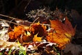 Autumn leaves shining yellow and red against the light of the sun on the ground