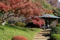 Autumn leaves in Shinjuku Gyoen National Park