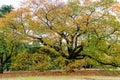 Shinjuku Gyoen park Royalty Free Stock Photo