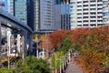 Autumn leaves in Shiodome Tokyo Royalty Free Stock Photo