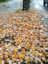 Autumn Leaves on the sidewalk.