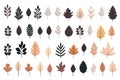 Autumn Leaves Silhouettes, Foliage Silhouette Isolated, Fall Tree Leaf Shapes With Maple, Oak, Birch and Other