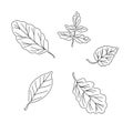 Autumn leaves simple vector minimalist concept flat style illustration, black and white hand drawn natural floral elements set Royalty Free Stock Photo