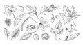 Autumn leaves sketch. Hand drawn fall foliage of chestnut, maple and oak. Botanical herbarium collection. Acorns and Royalty Free Stock Photo