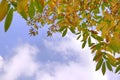 Autumn leaves and sky