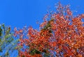 Autumn leaves and sky in Vermont