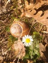 Autumn leaves, snail, flower.