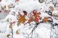 Autumn leaves in snow