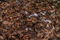 Autumn Leaves and Snow Fallen