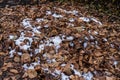 Autumn Leaves and Snow Fallen