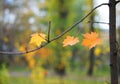 Autumn Leaves with Soft Focus on Maple Leafs and Natural Yellow Blured Background