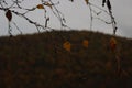 Autumn leaves in souteast Serbia, Rastovnica lake, Prokuplje