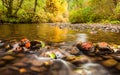 Autumn leaves in South Fork Silver Creek stuck to the rocks and Royalty Free Stock Photo