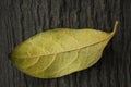 Yellow leaves with wood