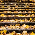 Autumn leaves on stair