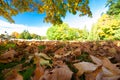 Autumn Leaves - Stanley Park, Vancouver Royalty Free Stock Photo