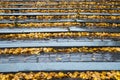 Autumn leaves on stone steps. Royalty Free Stock Photo