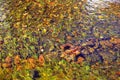 Autumn leaves and Stones at the bottom of the river. The texture of the water and bright the color of the leaves. Autumn collectio Royalty Free Stock Photo