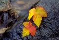 Autumn leaves by a stream