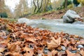 Autumn leaves beside the stream Royalty Free Stock Photo