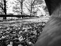 Autumn leaves on the street in black and white, framed by guardrails