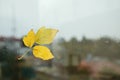 Autumn leaves stuck to window glass on rainy day, space for text Royalty Free Stock Photo