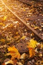 Autumn leaves on the sun Autumn leaves on the ground along the railway track, with sunshine in the background Royalty Free Stock Photo