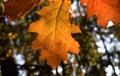Autumn leaves in the sun autumn time Royalty Free Stock Photo