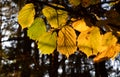 Autumn leaves in the sun autumn time Royalty Free Stock Photo