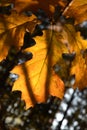 Autumn leaves in the sun autumn time Royalty Free Stock Photo