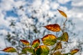 autumn leaves in the sun backlit.