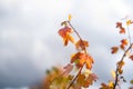 Autumn leaves on sun. Fall blurred background Royalty Free Stock Photo