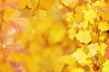 Autumn leaves on the sun. Fall blurred background. Royalty Free Stock Photo