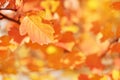 Autumn leaves on the sun. Fall blurred background. Royalty Free Stock Photo