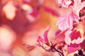 Autumn leaves on the sun. Fall blurred background. Royalty Free Stock Photo