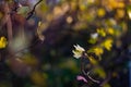 Autumn leaves on the sun. Fall blurred background Royalty Free Stock Photo