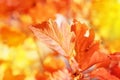 Autumn leaves on the sun. Fall blurred background. Royalty Free Stock Photo