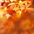 Autumn leaves on the sun. Fall blurred background. Royalty Free Stock Photo