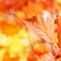 Autumn leaves on the sun. Fall blurred background. Royalty Free Stock Photo